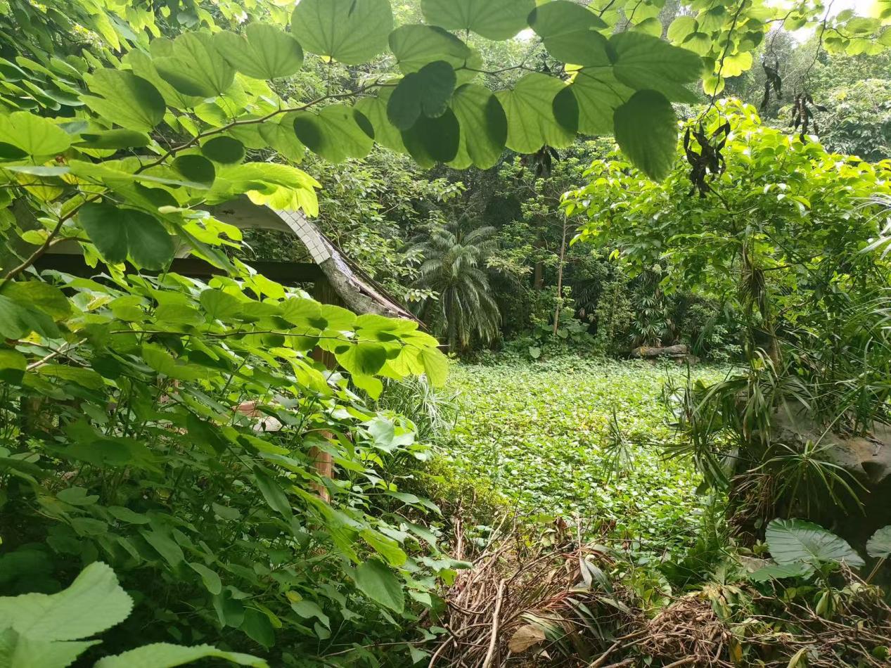 杂草地整治前.jpg